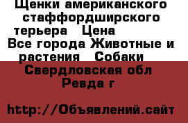 Щенки американского стаффордширского терьера › Цена ­ 20 000 - Все города Животные и растения » Собаки   . Свердловская обл.,Ревда г.